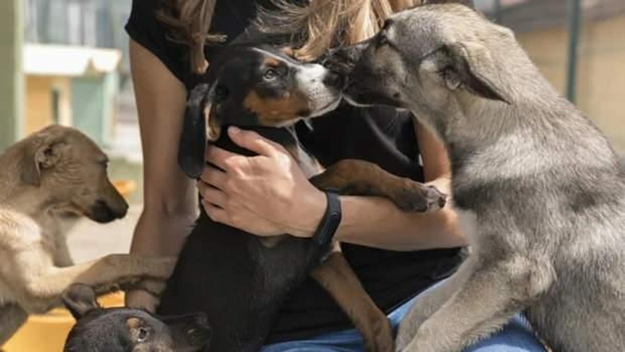 T&uuml;rkiye&rsquo;nin sokak hayvanları sorununa yenilik&ccedil;i mobil &ccedil;&ouml;z&uuml;m