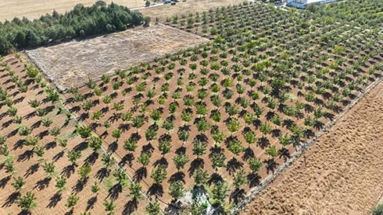 Yıllar sonra d&ouml;nd&uuml;ğ&uuml; memleketinde ceviz işleme tesisi kurdu