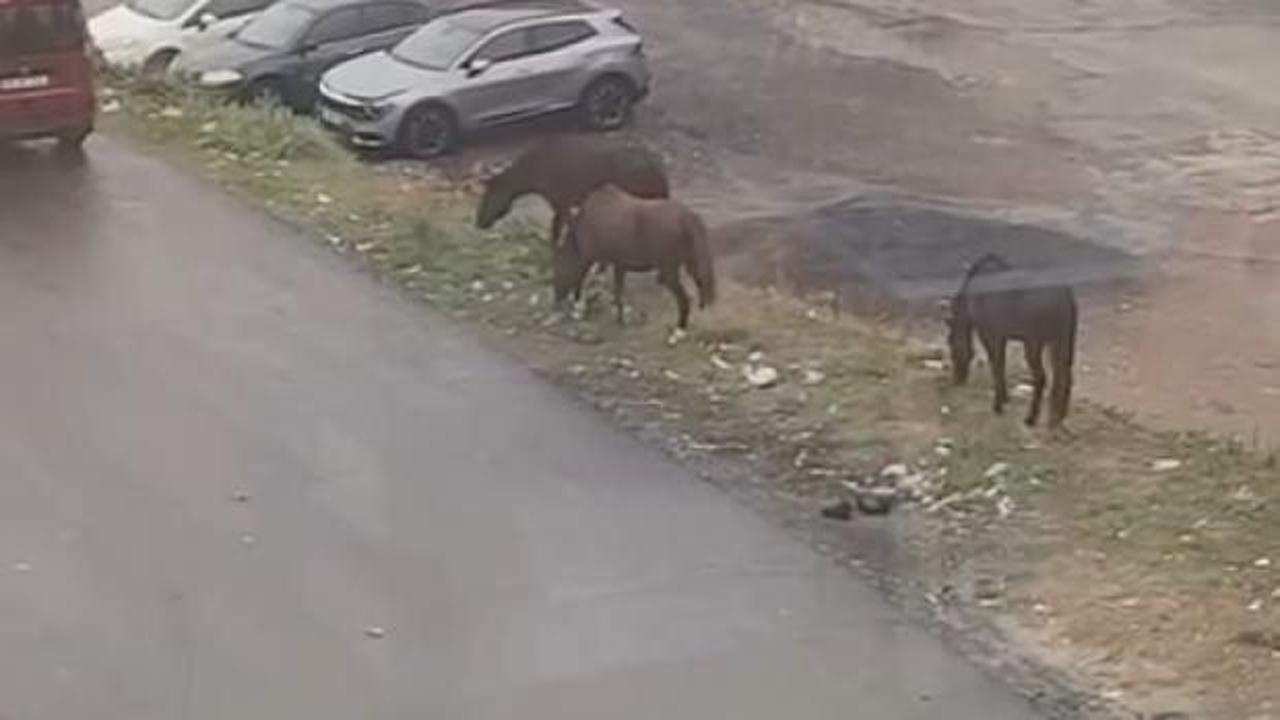 Görenler şaştı kaldı! Sokakta başıboş atlar koşturdu