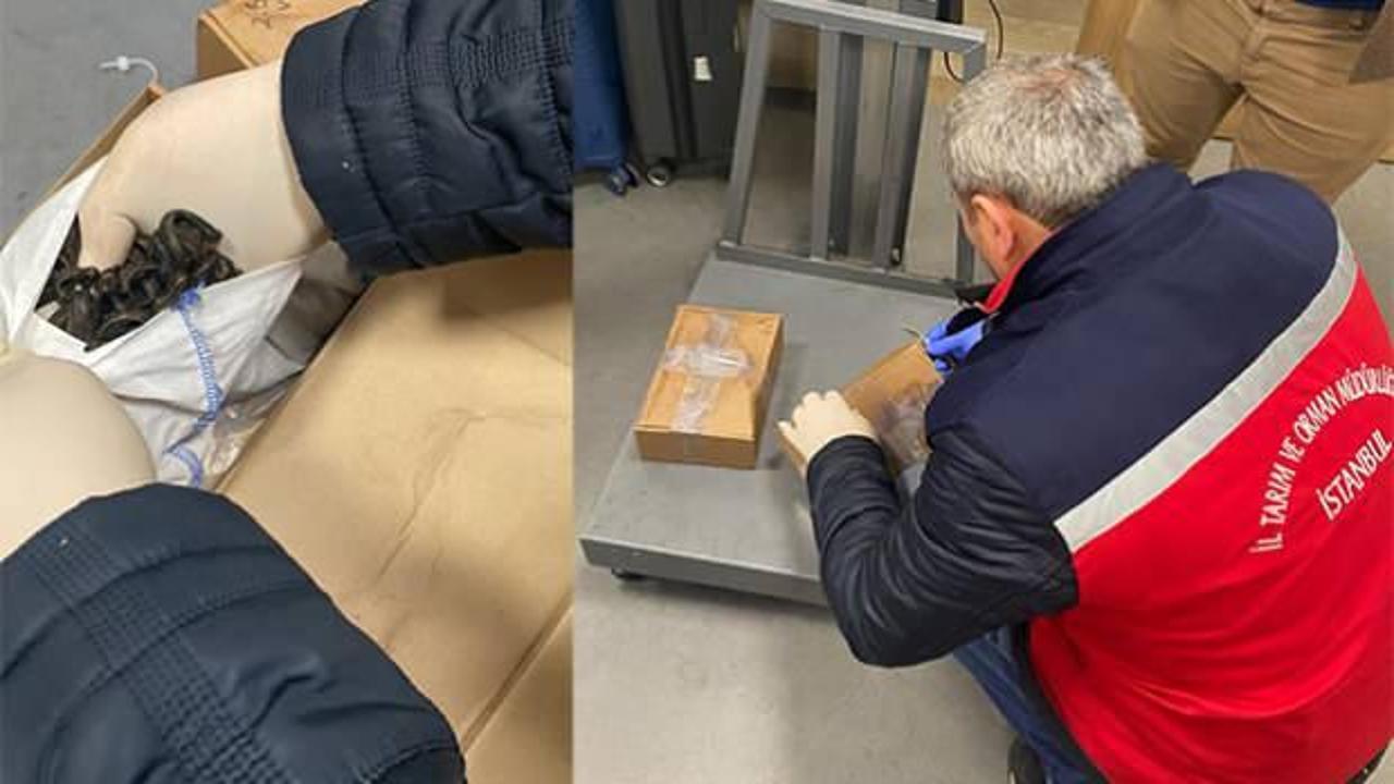 İstanbul'da kaçak tıbbi sülük operasyonu: 2 milyon 624 bin 816 TL ceza!