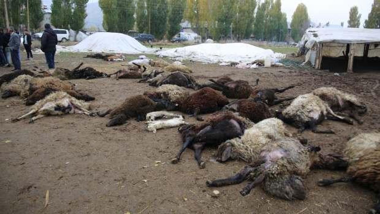 Kurtlar 50 gebe koyunu telef etti! Sahibi yardım istedi