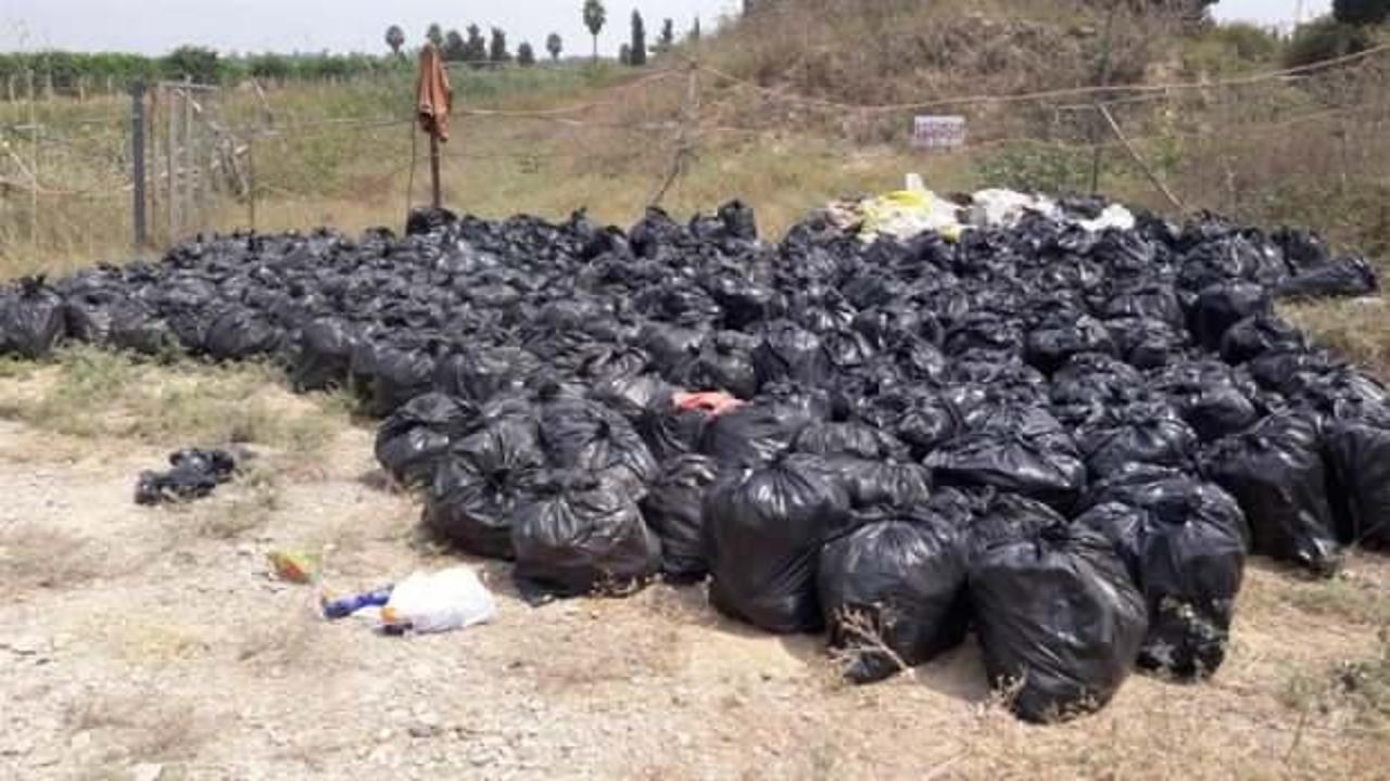 Adana'yı alarma ge&ccedil;iren en yıkıcı b&ouml;cekler: &Ouml;nlem alınamazsa...  