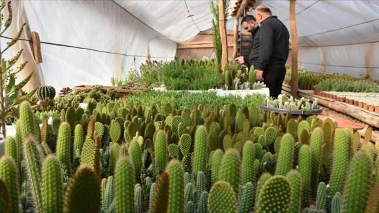 Arkadaşından etkilenerek kakt&uuml;s yetiştiriciliğine başladı, &uuml;&ccedil; sera kurdu!