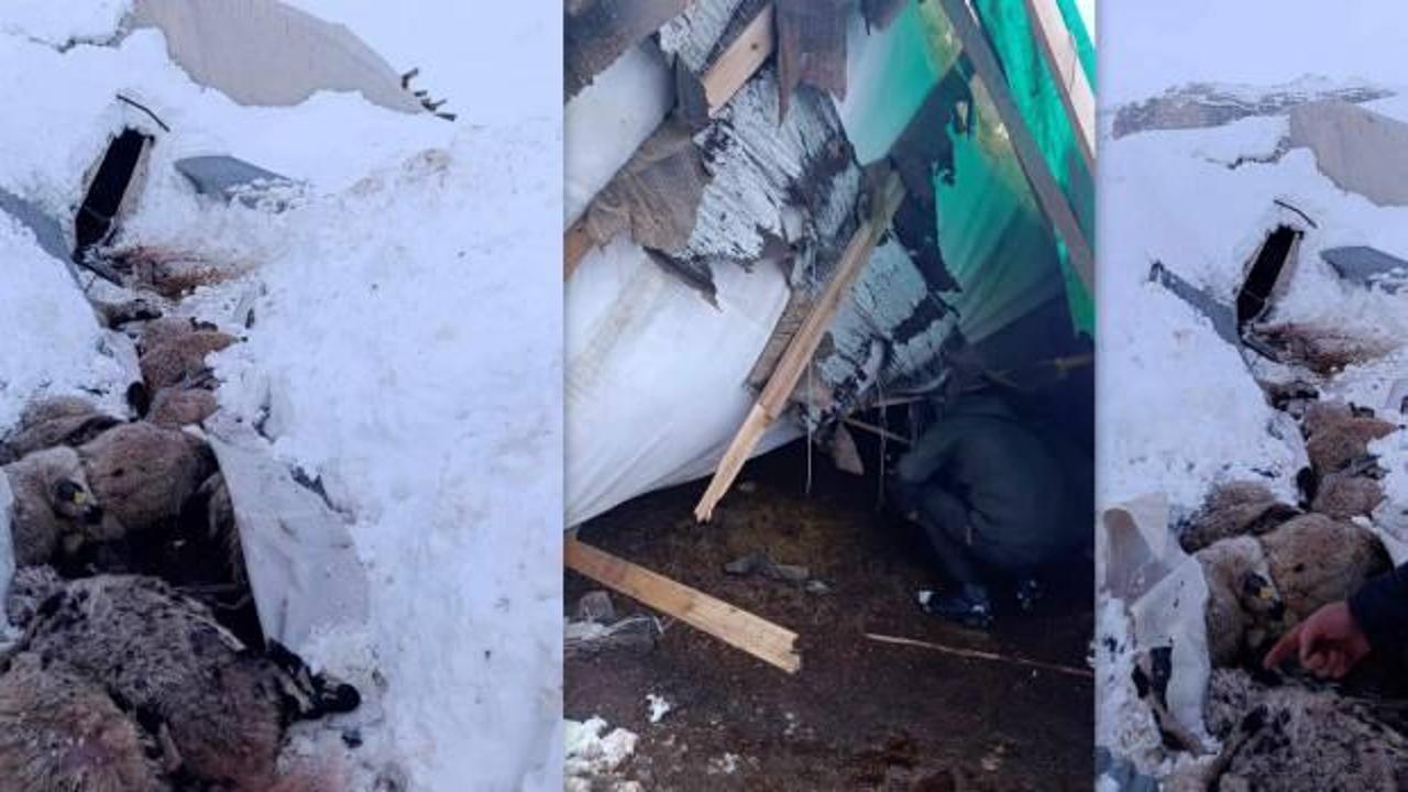 Erzincan'da kara dayanamayan iki &ccedil;adır &ccedil;&ouml;kt&uuml;: 55 k&uuml;&ccedil;&uuml;kbaş hayvan telef oldu! 