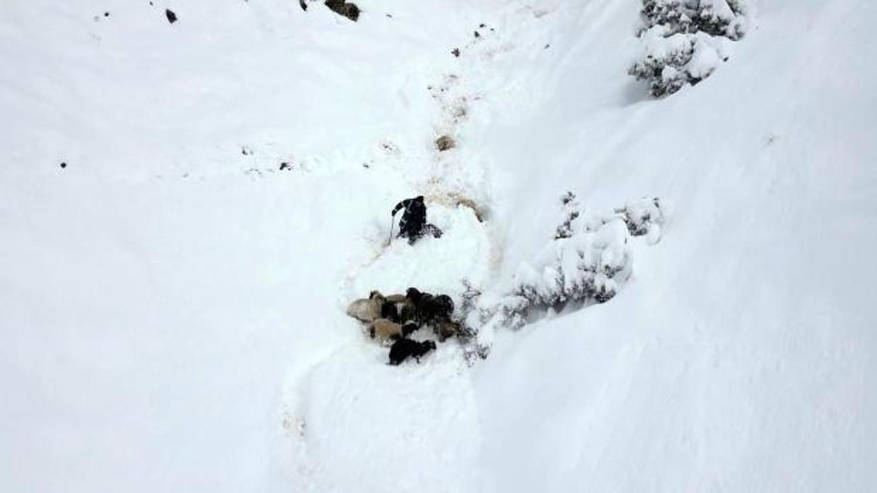 Erzurum'da 350 koyun u&ccedil;urumdan d&uuml;şt&uuml;! Kurtarma &ccedil;alışması başlatıldı