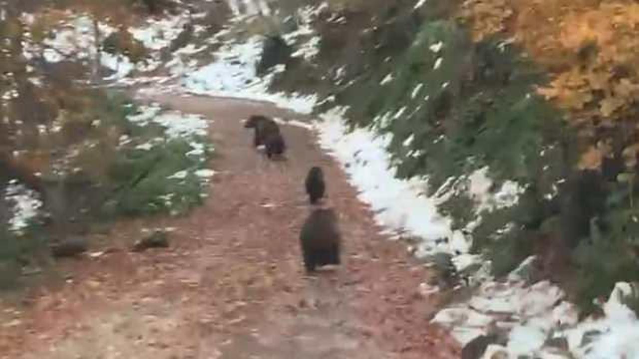 G&ouml;r&uuml;nt&uuml;ler Yalova'dan: Boz ayı ve 3 yavrusu depar attı! 