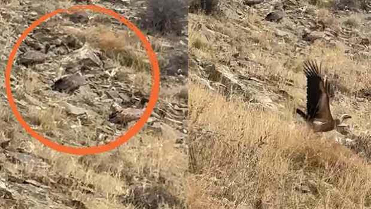 Hakkari'de s&uuml;r&uuml; halinde g&ouml;r&uuml;ld&uuml;: D&uuml;nyanın en yırtıcıları arasındalar