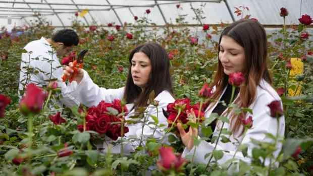 Olur mu demeyin! İşte hamsi g&uuml;l&uuml;