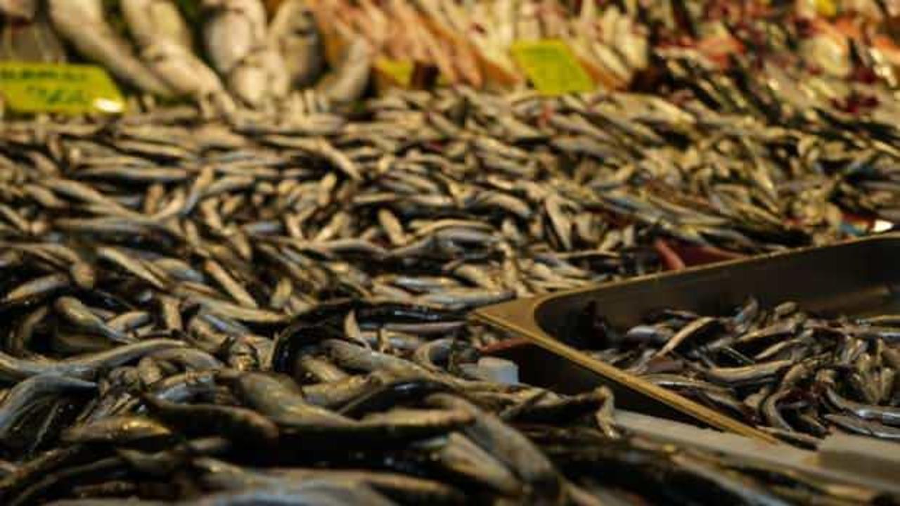 Palamuda veda, &ccedil;inekop ve hamsi tezgahlarda