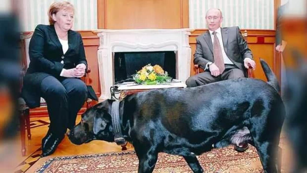 Putin, Merkel'den &ouml;z&uuml;r diledi: K&ouml;peklerden korktuğunu bilmiyordum
