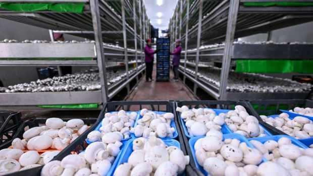 Sadece kadınlar çalışıyor: 48 ilin ihtiyacını karşılıyorlar