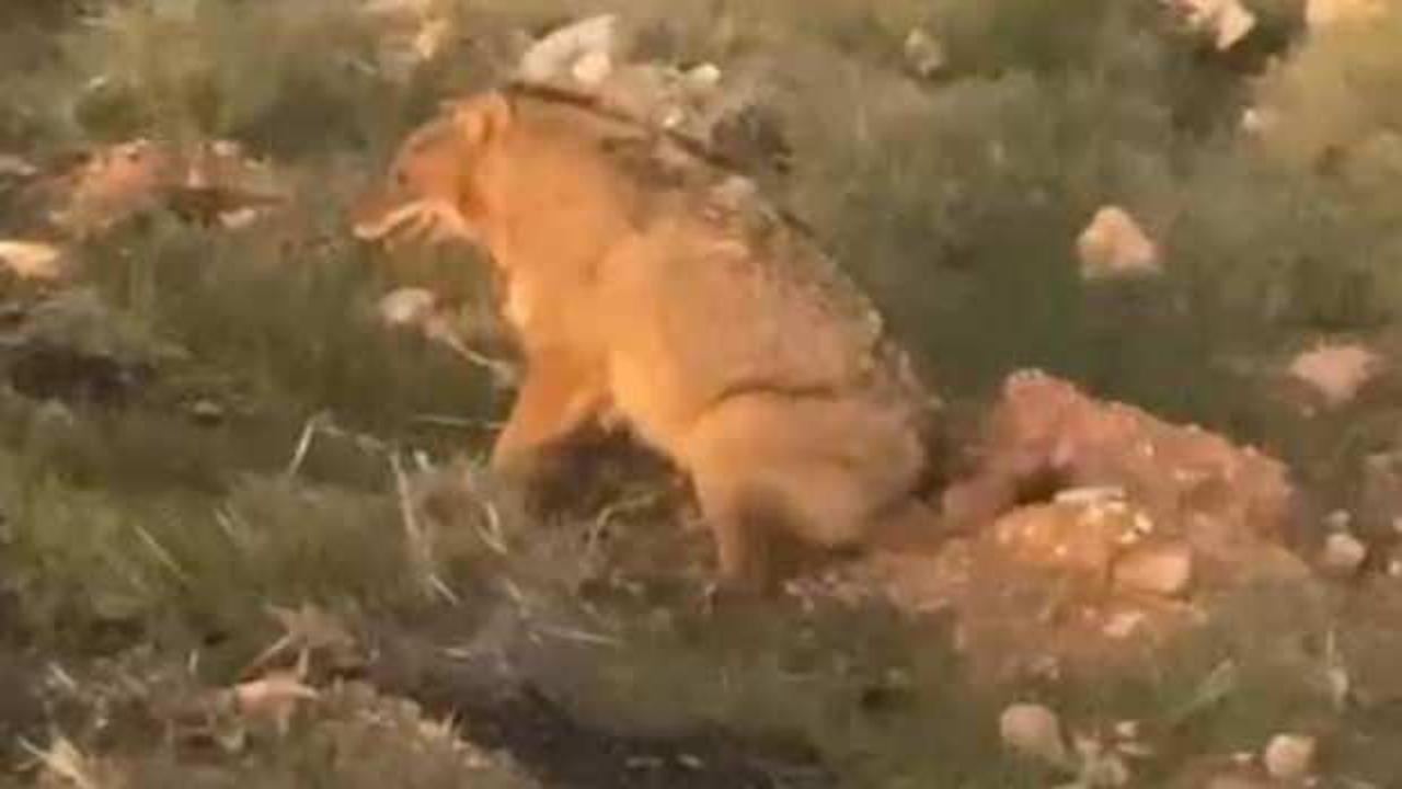 Eşine az rastlanır g&ouml;r&uuml;nt&uuml;! Anadolu sırtlanı ile yaralı &ccedil;akal g&ouml;r&uuml;ld&uuml;