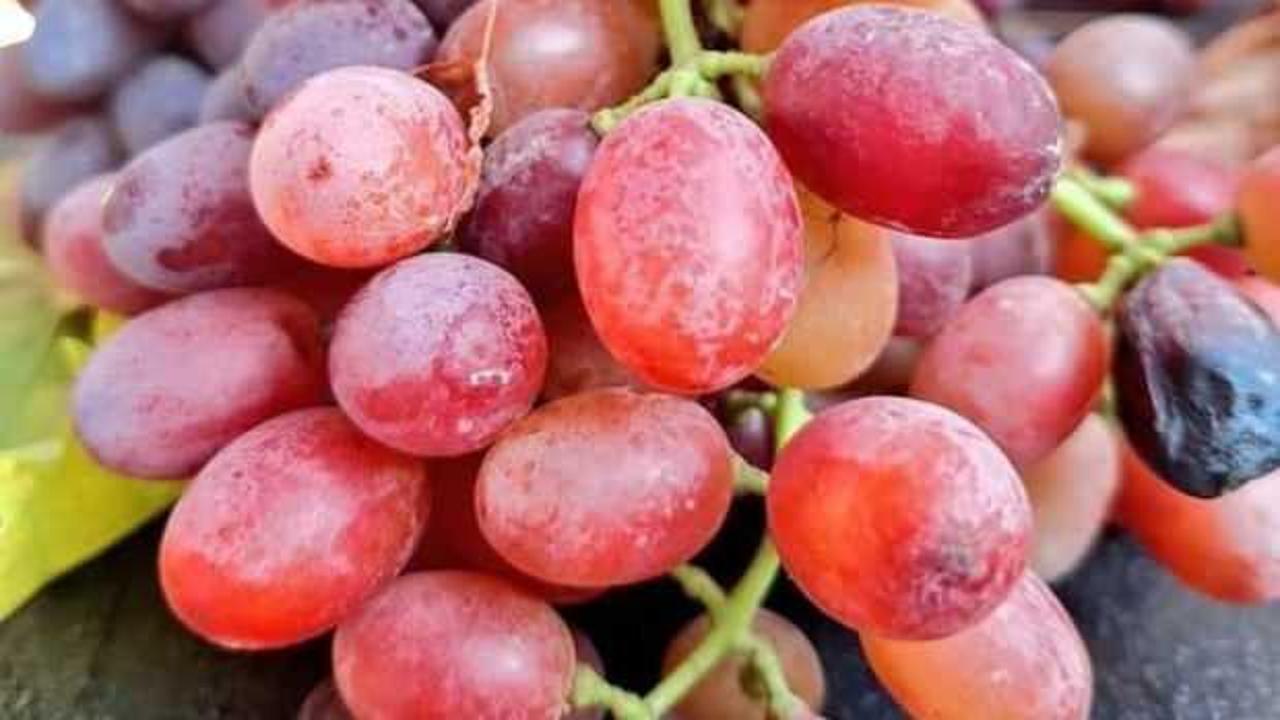 Türkiye'nin üzüm deposunda hasat kışın da devam edecek