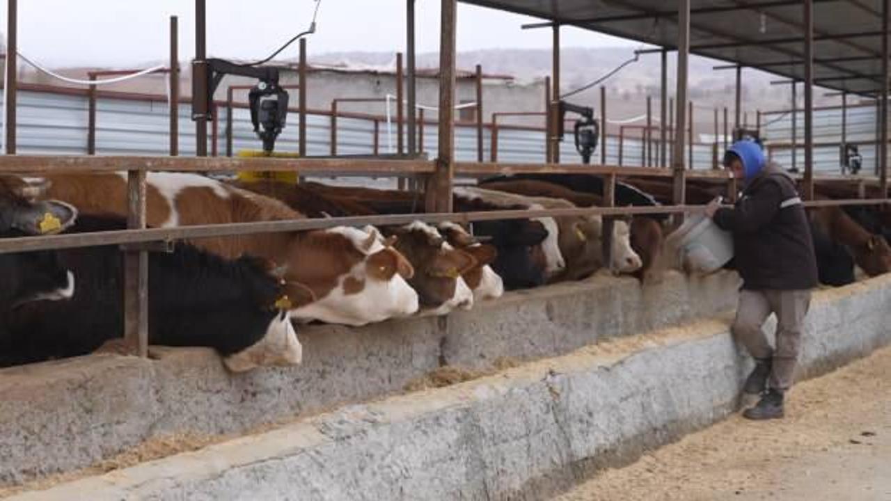 Aldıkları devlet desteğiyle b&uuml;y&uuml;kbaş hayvan &ccedil;iftlik kurmaya hazırlanıyorlar