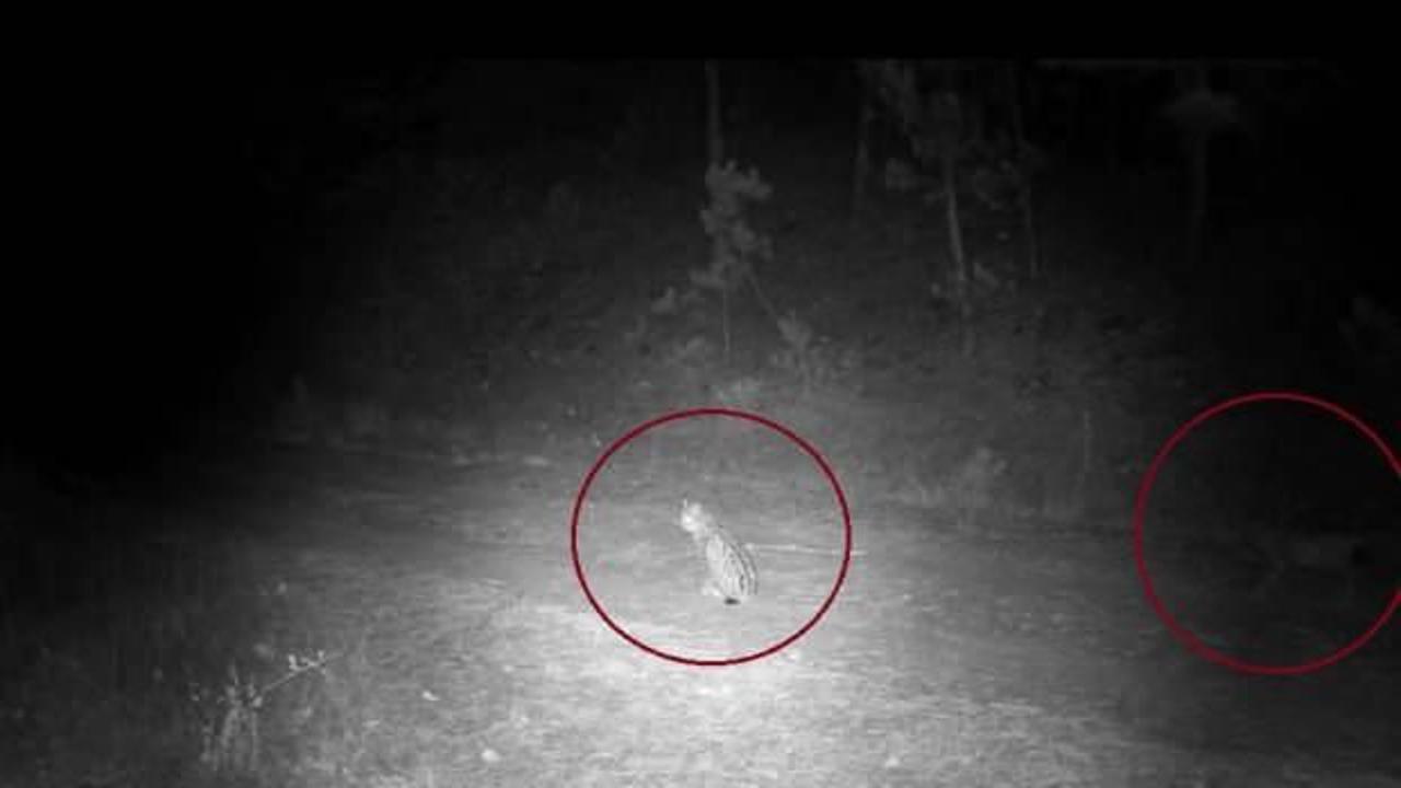 &Ccedil;ankırı'da g&ouml;r&uuml;ld&uuml;: Afrika'nın en hızlı ve en tehlikeli hayvanları arasında