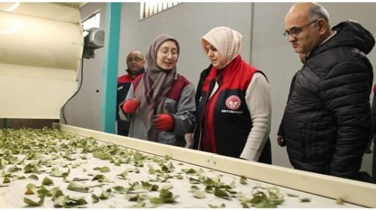 Devletten hibe aldı, kapasiteyi 3'e katladı