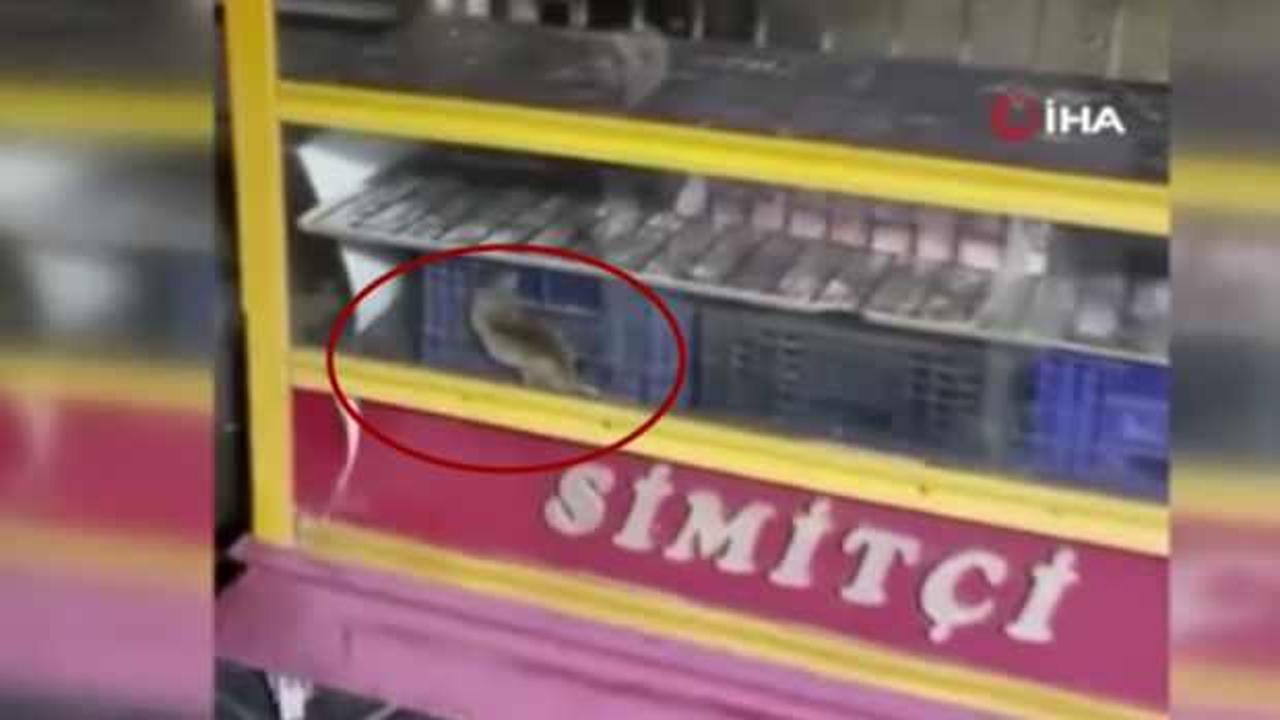 G&ouml;r&uuml;nt&uuml;ler Ankara'dan: Seyyar simit tezgahında fare! 