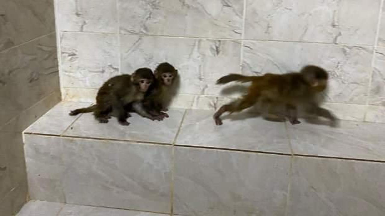 Habur Sınır Kapısı'ndan T&uuml;rkiye'ye sokmak istedi: 41 bin 817 lira ceza yedi! 