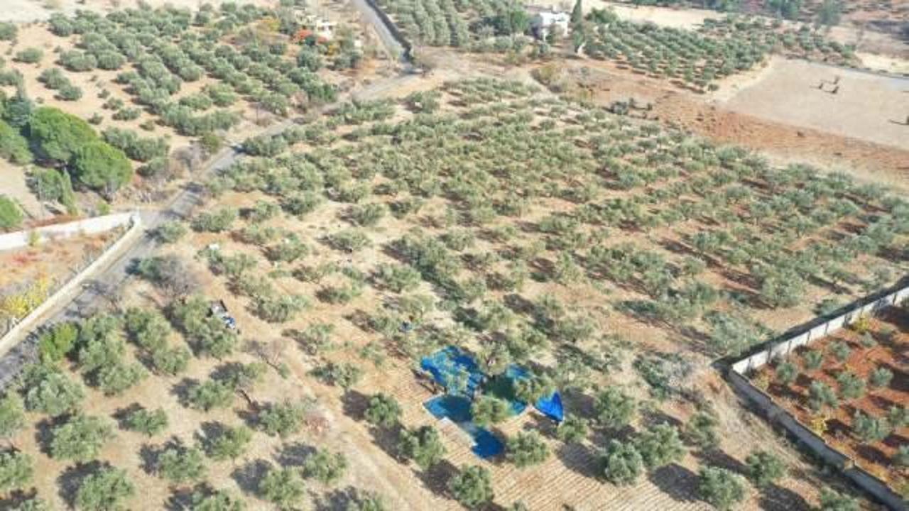 24 bin 700 ton zeytin rekoltesi bekleniyor!