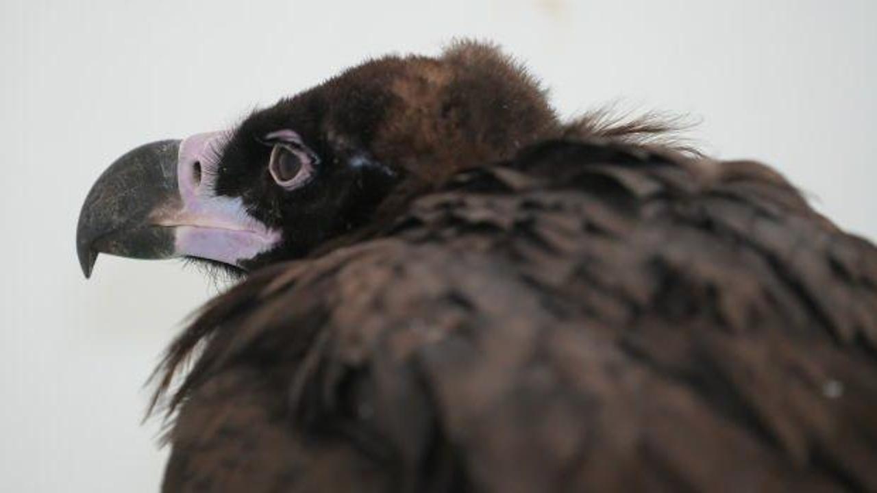 Kırıkkale'de yaralı halde bulundu: D&uuml;nyanın en ağır u&ccedil;abilen kuşları arasında