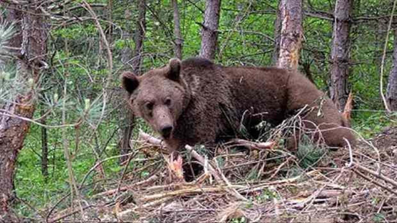 Sivas'ta ayı saldırısı! Domuz avına &ccedil;ıkan eski muhtar ağır yaralı