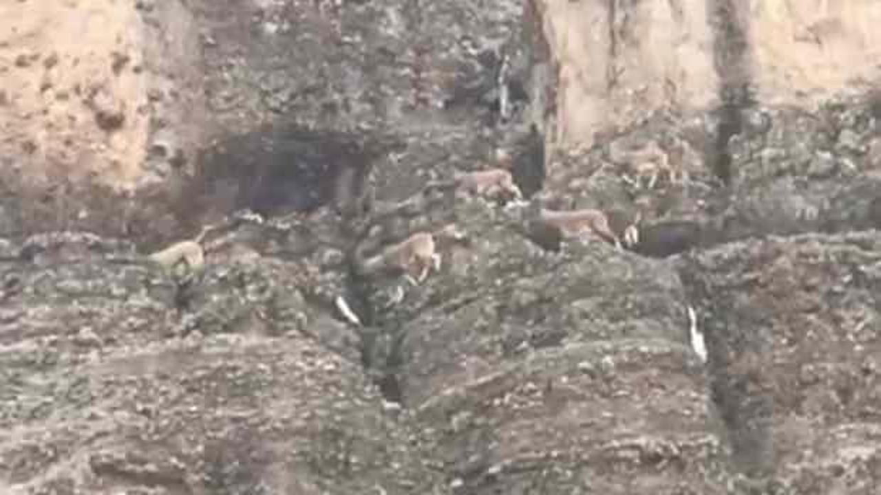 S&uuml;r&uuml; halinde g&ouml;r&uuml;ld&uuml;! Malatya'da kameraya yansıdı