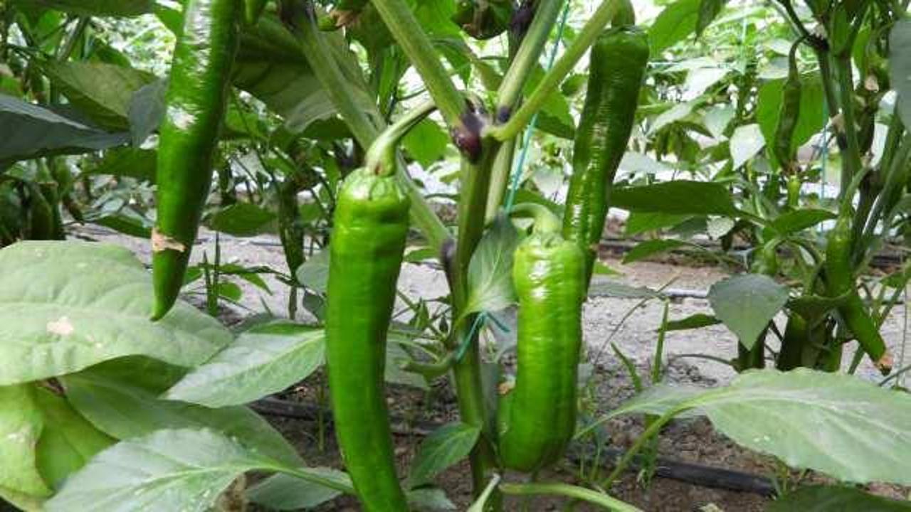 T&uuml;rkiye'nin en acı biberi: Zayıflamaya birebir