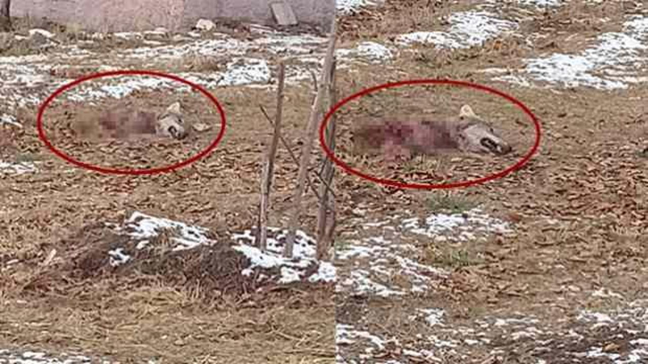 Vatandaşı tedirgin eden manzara: Par&ccedil;alanmış halde bulundu 