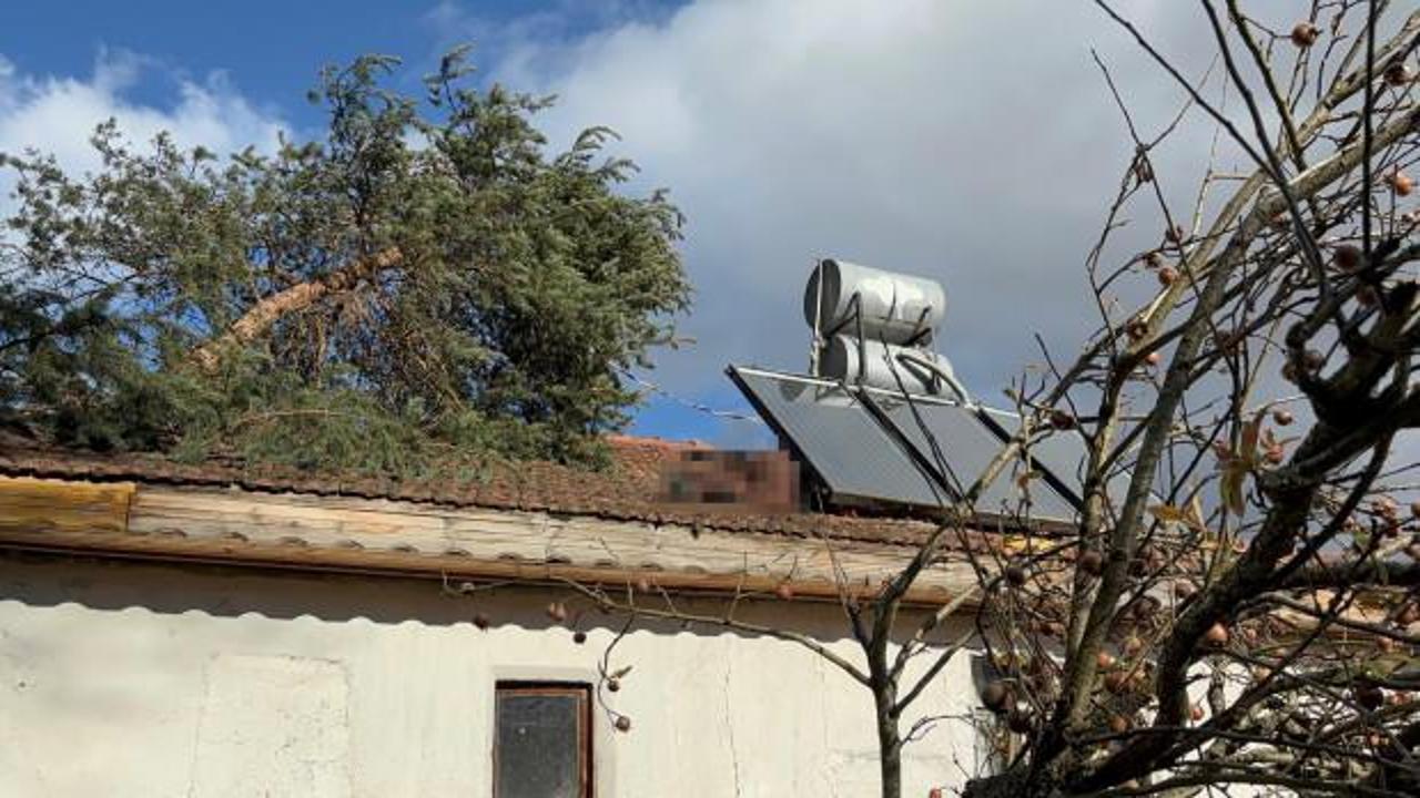 Bolu'da feci olay: Ağacın dalını kesmek isterken canından oldu