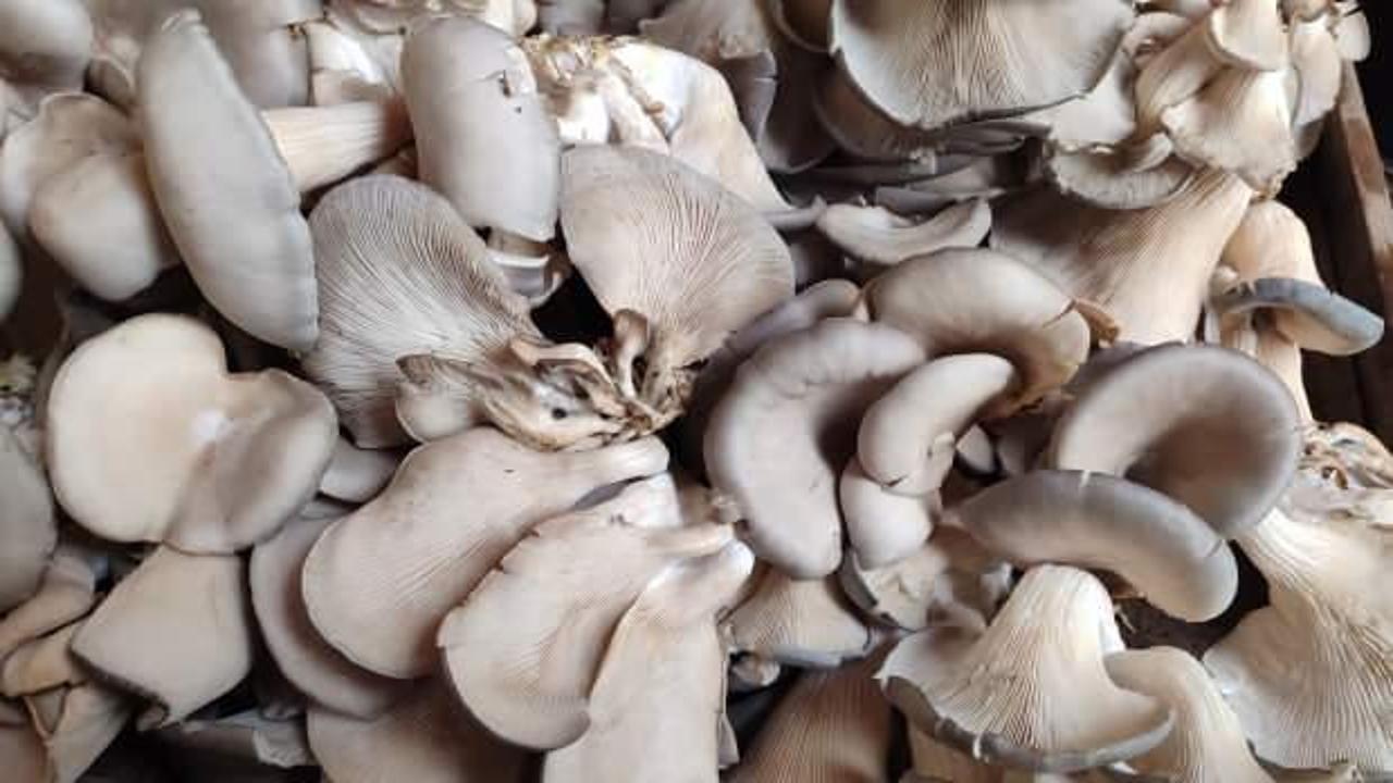 Dağda kendiliğinden yetişiyor: Kilogramı 150 TL'den satılıyor 