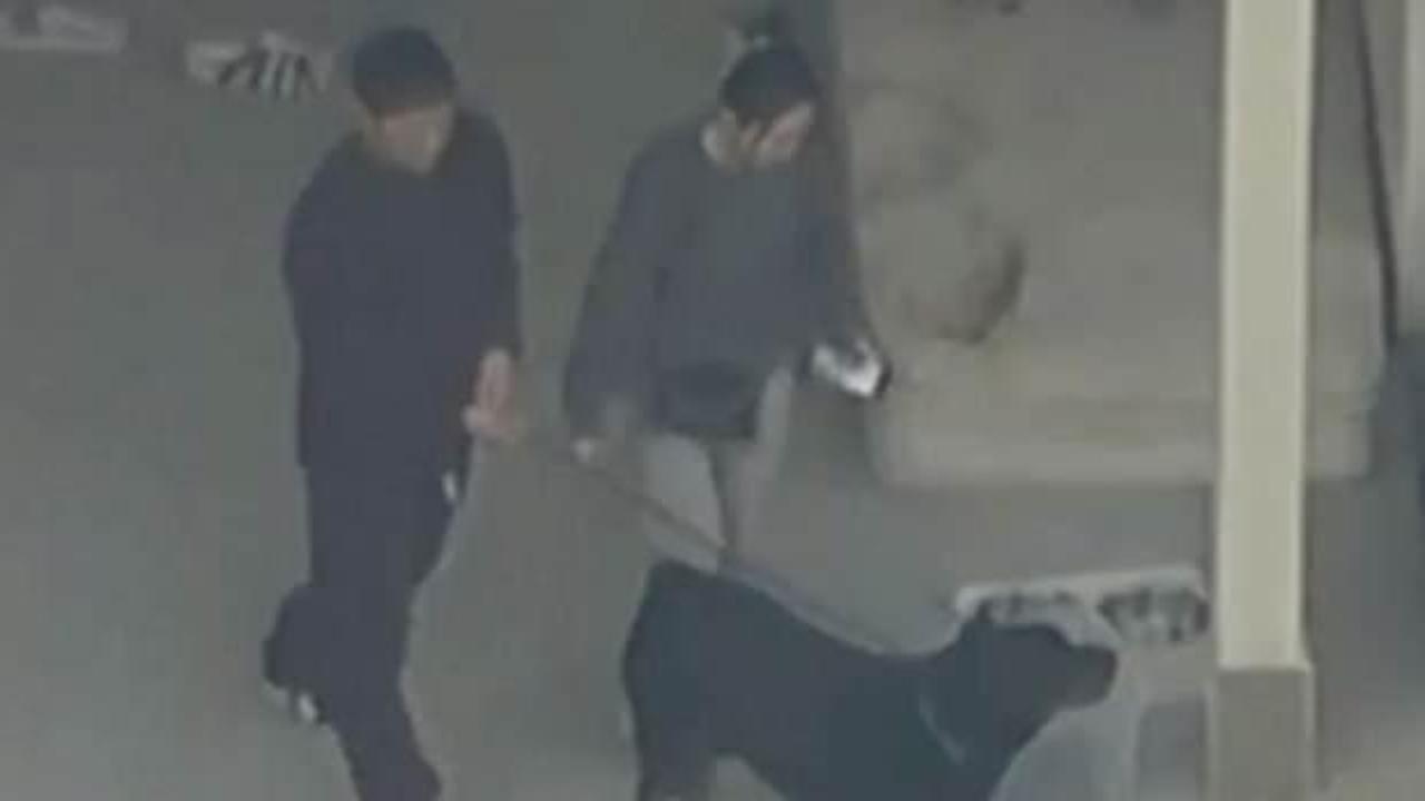 Eğitimli ev k&ouml;peği 5 yaşındaki kızı par&ccedil;aladı