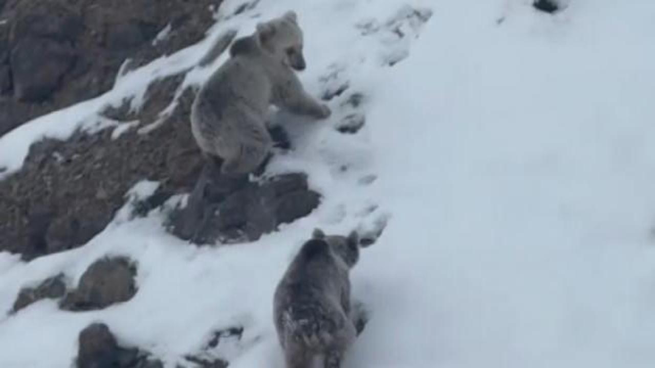 Erzincan'da g&ouml;r&uuml;ld&uuml;: Kış uykusuna yatmak yerine g&uuml;reşmeyi se&ccedil;tiler 