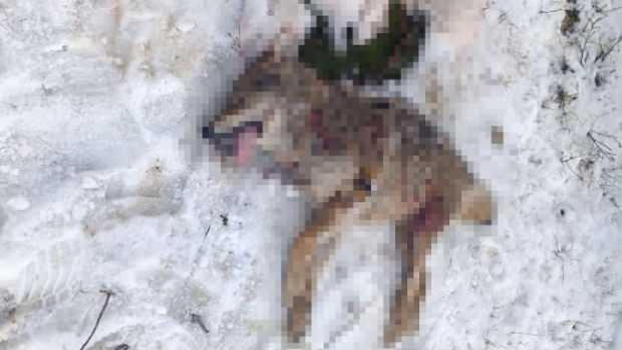 G&ouml;r&uuml;nt&uuml;ler Bitlis'ten: S&uuml;r&uuml;ye saldıran kurdu &ccedil;oban k&ouml;pekleri par&ccedil;aladı!