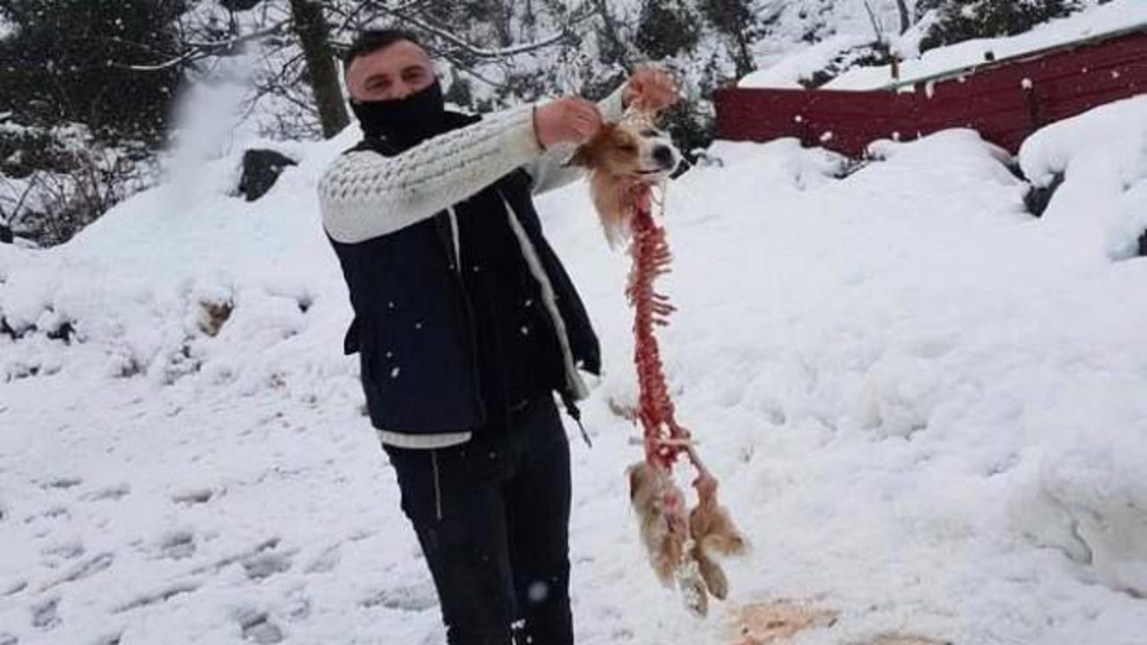 Korkutan g&ouml;r&uuml;nt&uuml;ler Artvin'den: Kurt s&uuml;r&uuml;s&uuml;n&uuml;n saldırdığı k&ouml;pekten geriye...