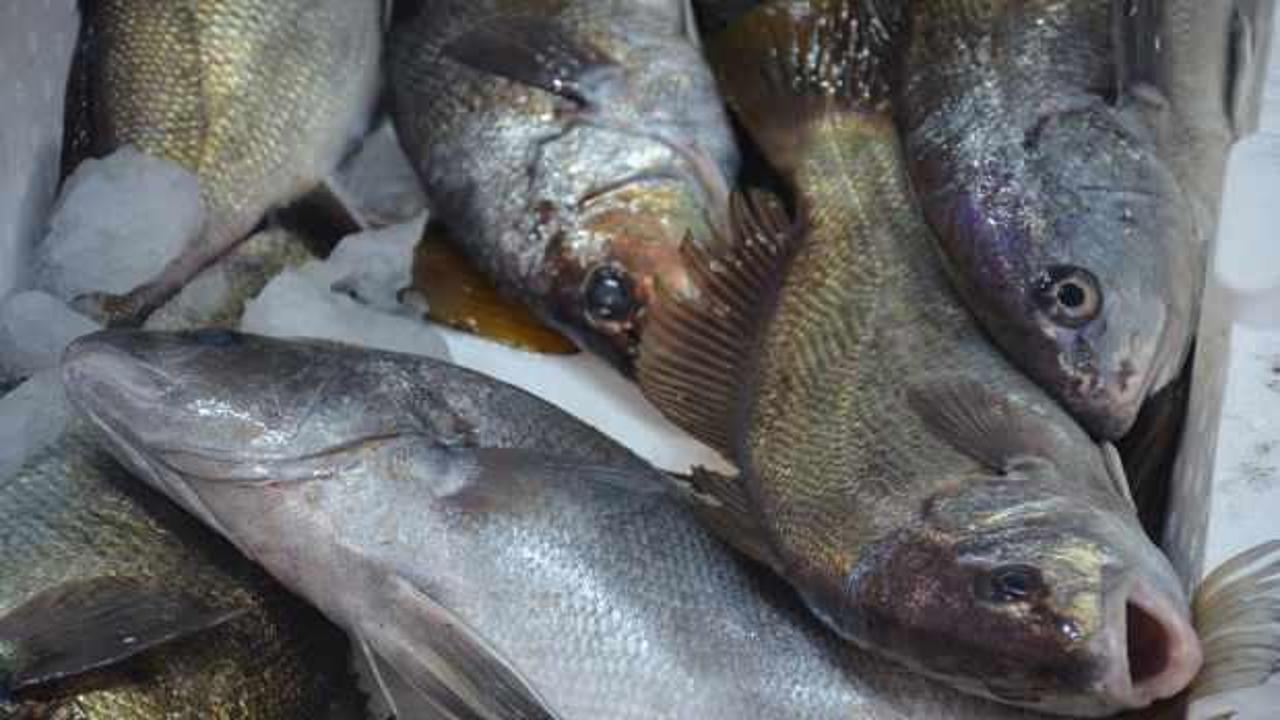 Şifalı olduğuna inanılan eşkina balığı tezgahlarda 