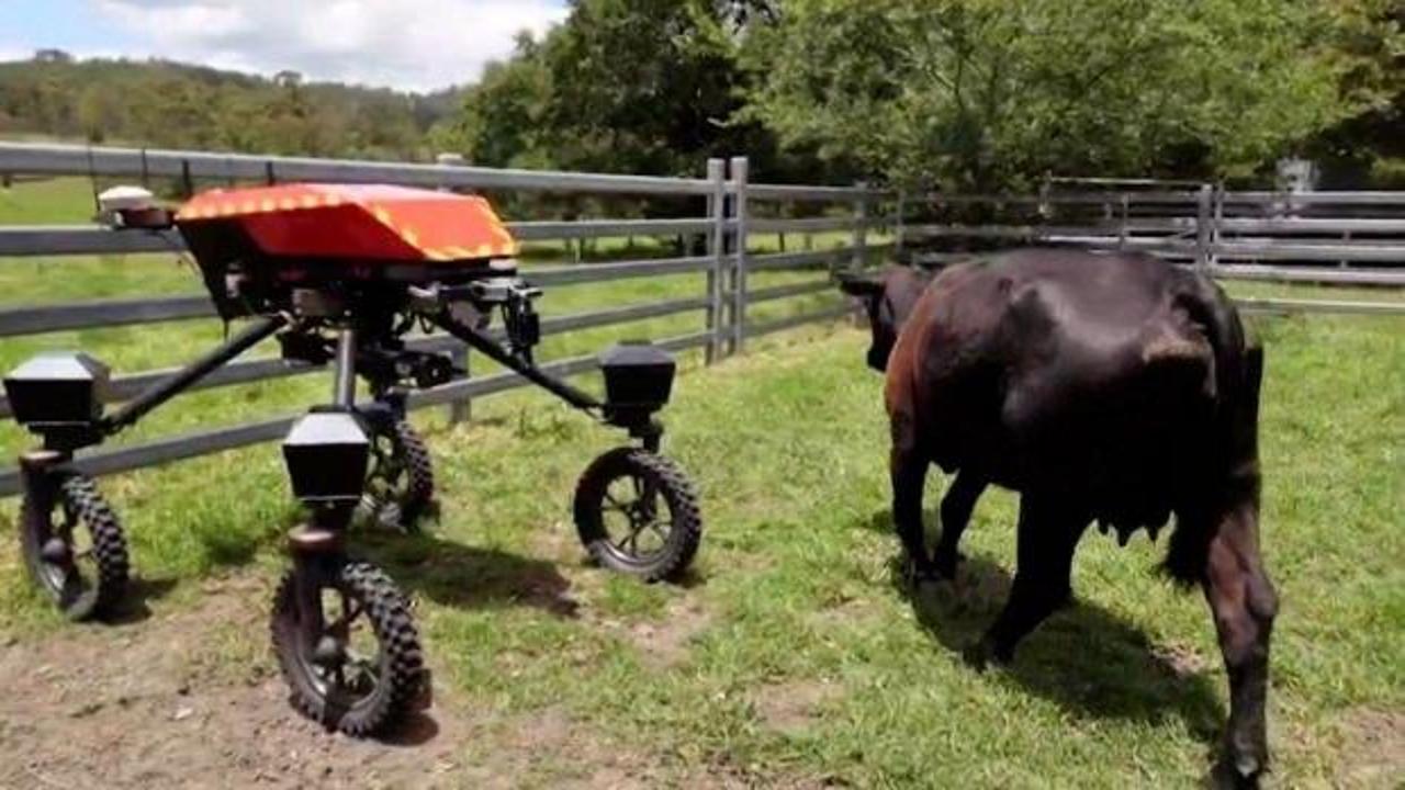 Sığırları g&uuml;den AI robot g&uuml;ncellendi
