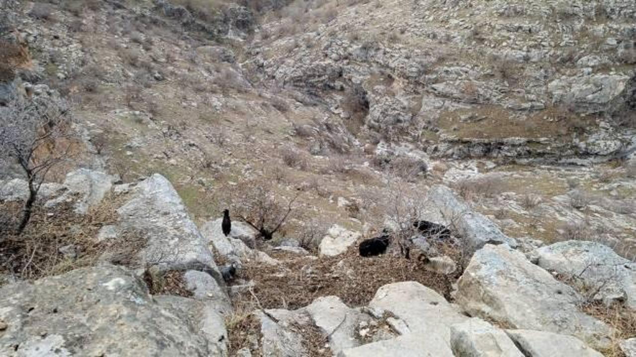 Siirt'te ilginç olay: Çoban Tiktok'ta, keçiler ölümün kucağında