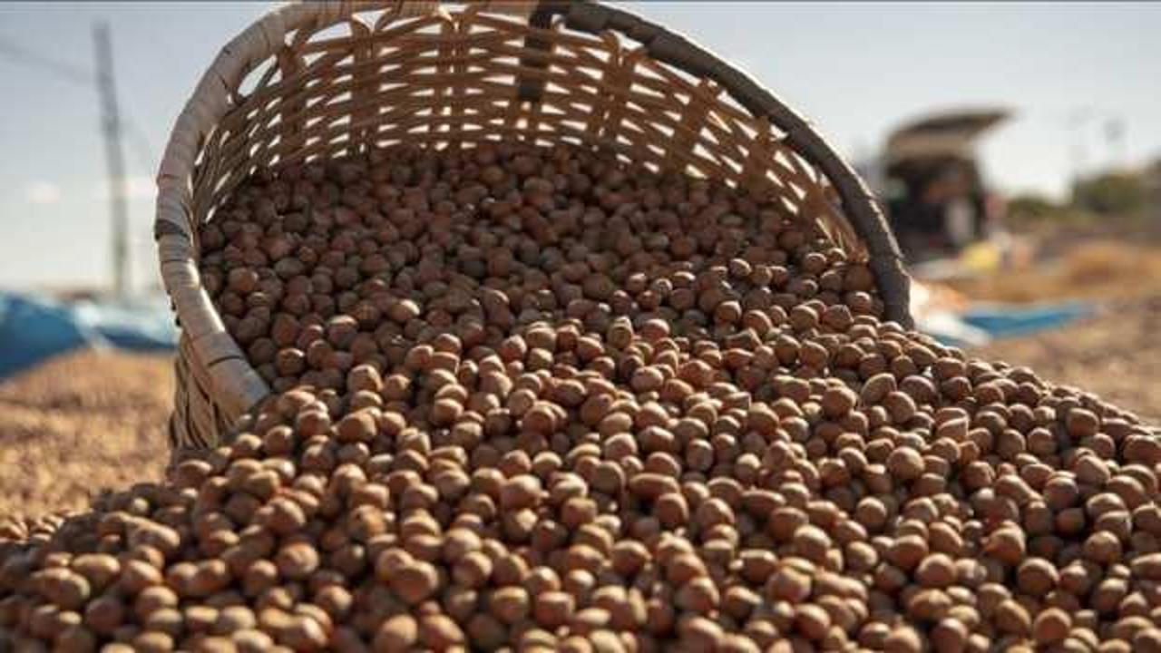 2024 yılının 11 ayında fındık ihracatından sağlanan gelir belli oldu!