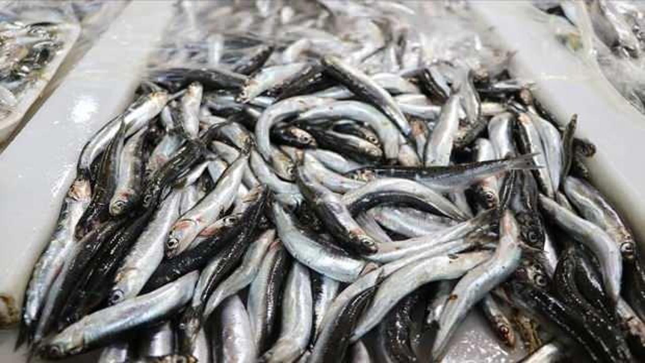 T&uuml;rkiye'nin 11 aylık hamsi ihracatı 13,5 milyon doları aştı