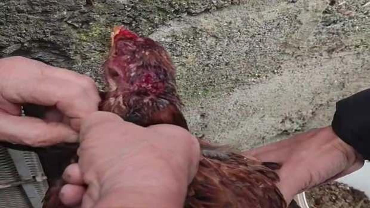 Zonguldak'ta vicdan sorgulatan olay: Boynuna ip dolayarak &ouml;lmesini beklediler 