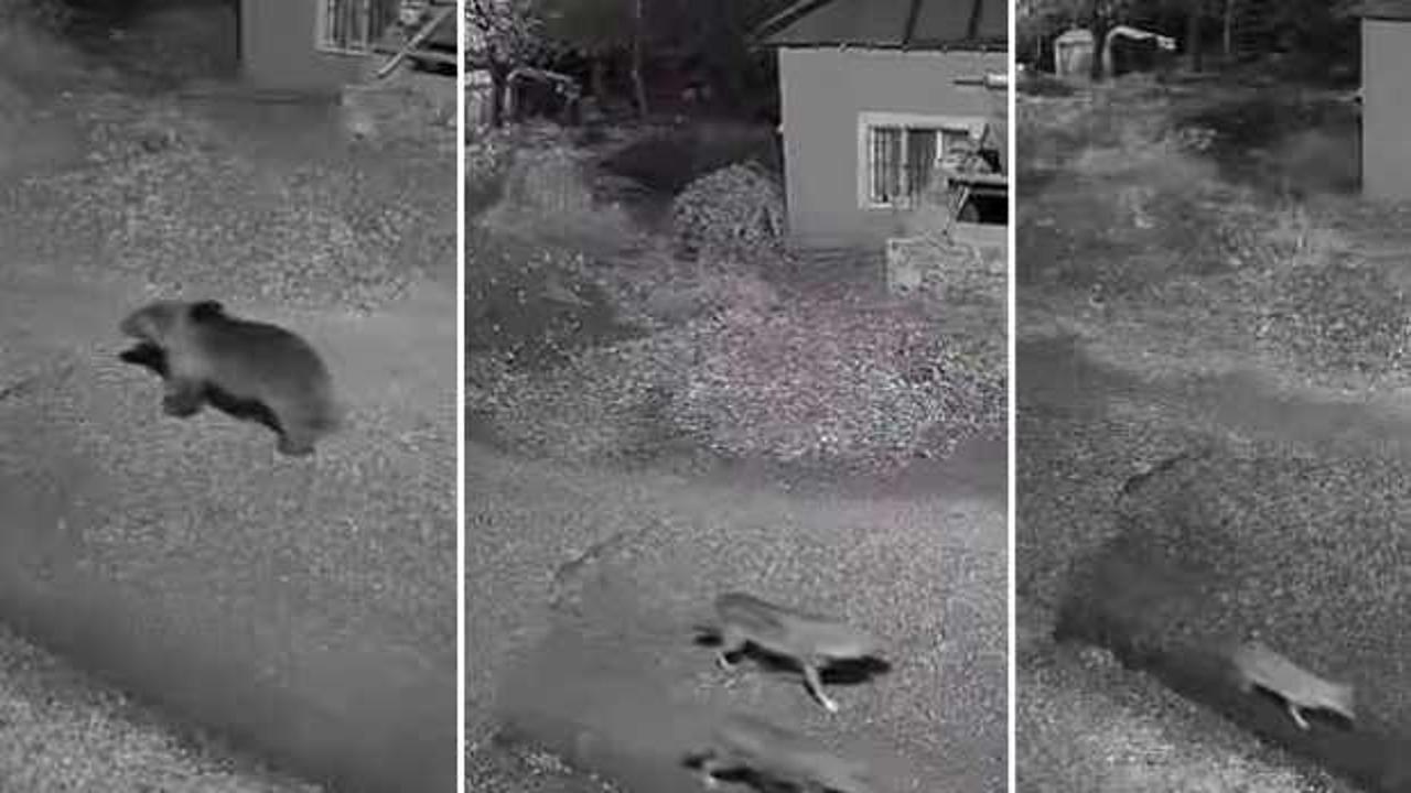B&ouml;lge halkı şaşkına d&ouml;nd&uuml;: Kurt, ayı, tilki k&ouml;ye indi!