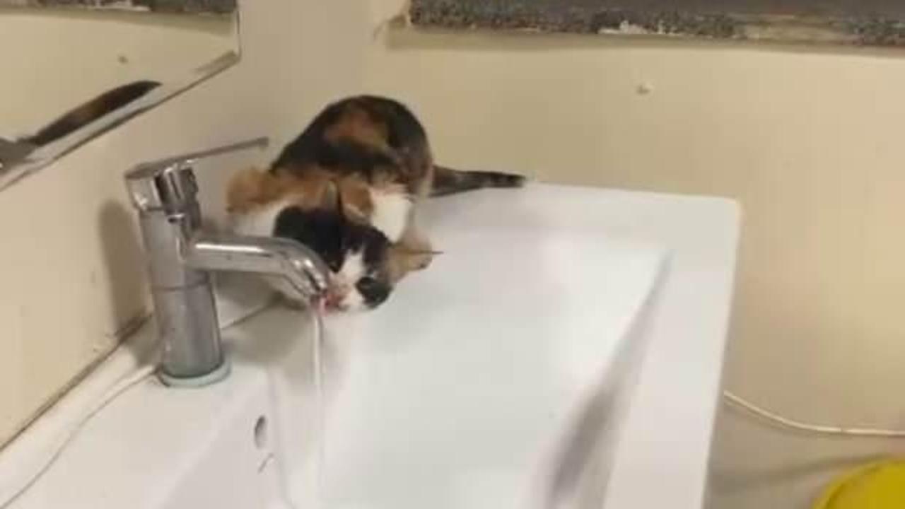 Diyarbakır’da susayan kedi musluktan kana kana su içti