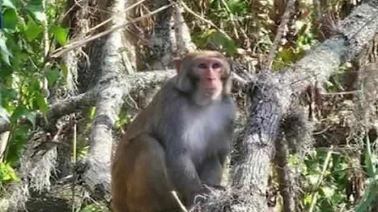 Florida sokaklarında vahşi maymunlar g&ouml;r&uuml;ld&uuml;