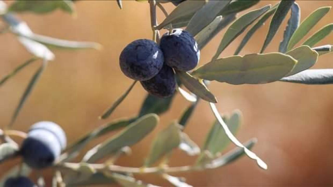 İklim değişikliği Karadeniz'i zeytin üretimine elverişli hale getirebilir