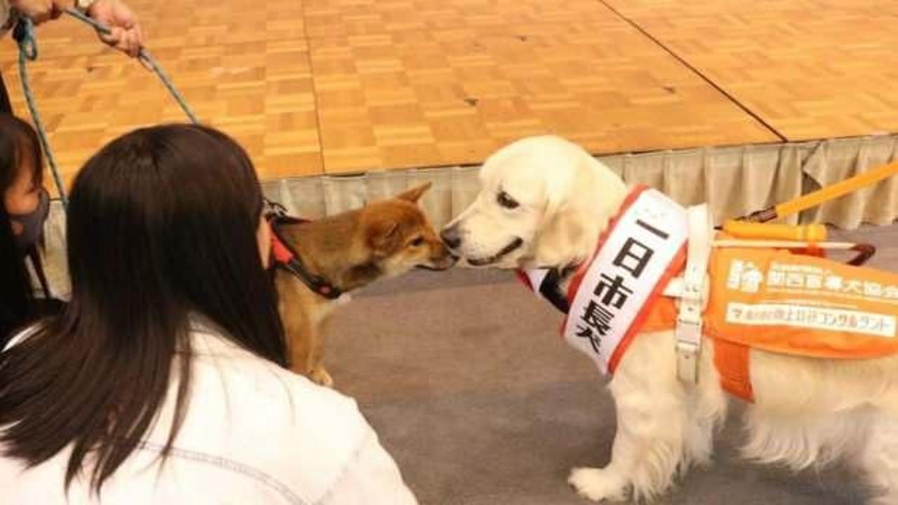 Japonya'da K&ouml;pek G&uuml;n&uuml;'nde renkli anlar yaşandı! K&ouml;pek Maggie belediye başkanı oldu