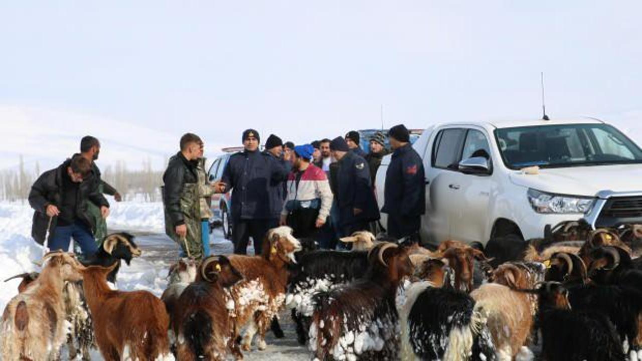 Kar ve tipide kaybolan hayvanlar jandarma tarafından drone ile bulundu