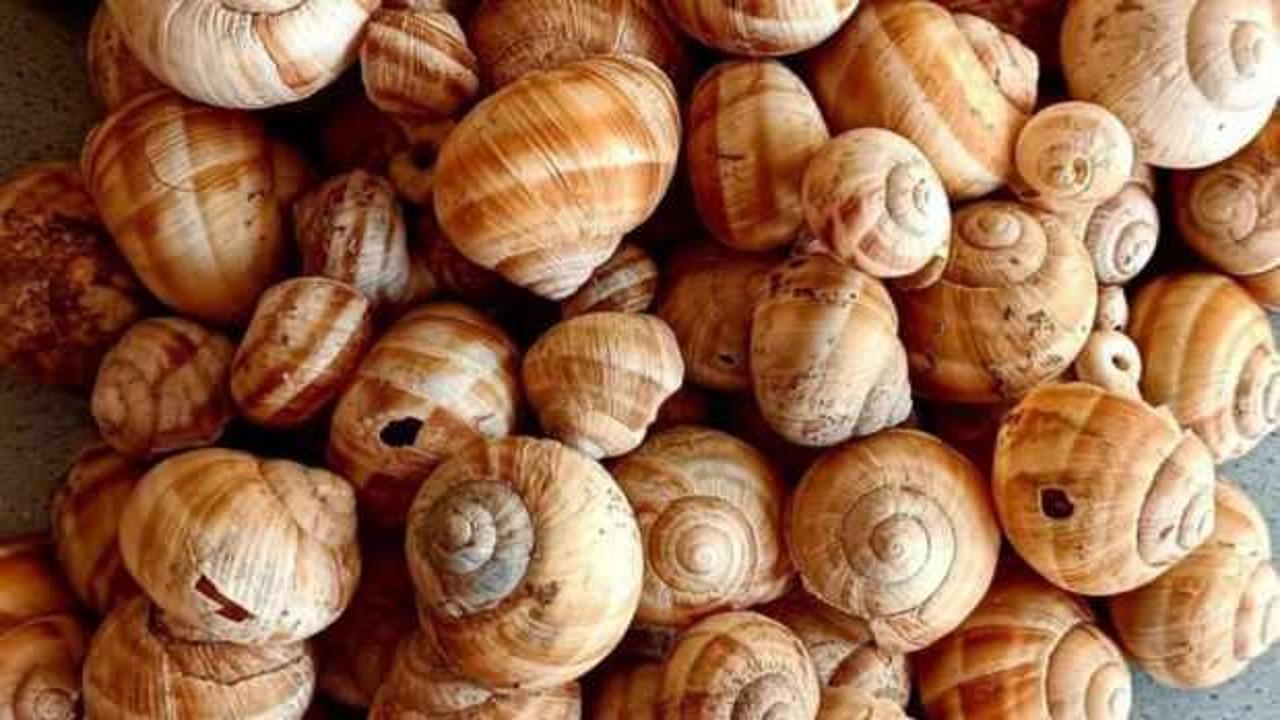 K&uuml;tahya'da toplu halde bulundu: G&ouml;ren şaştı kaldı