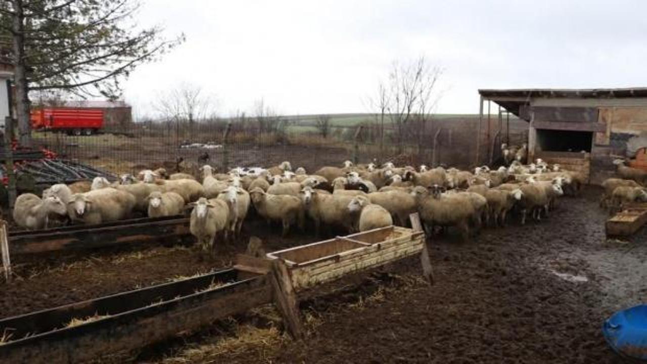 37 küçükbaşla işe başladı, işinin patronu oldu