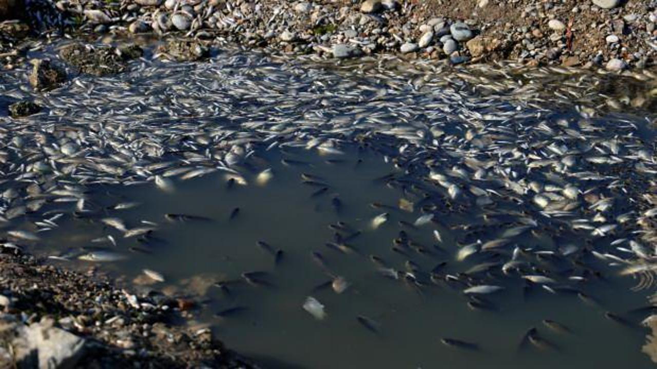 Adana'da korkutan manzara: Binlercesi telef oldu 