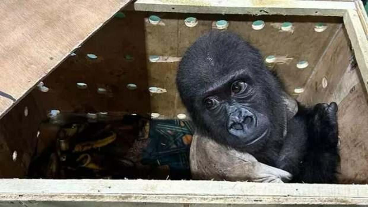 Havalimanında yavru goril bulunmuştu... Tayland polisi harekete geçti!  